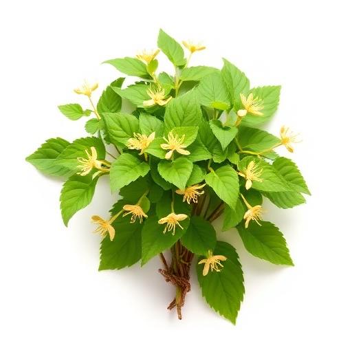 Horny Goat Weed (Epimedium)