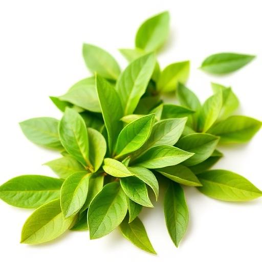 Green Tea Extract