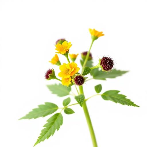 Tribulus Terrestris